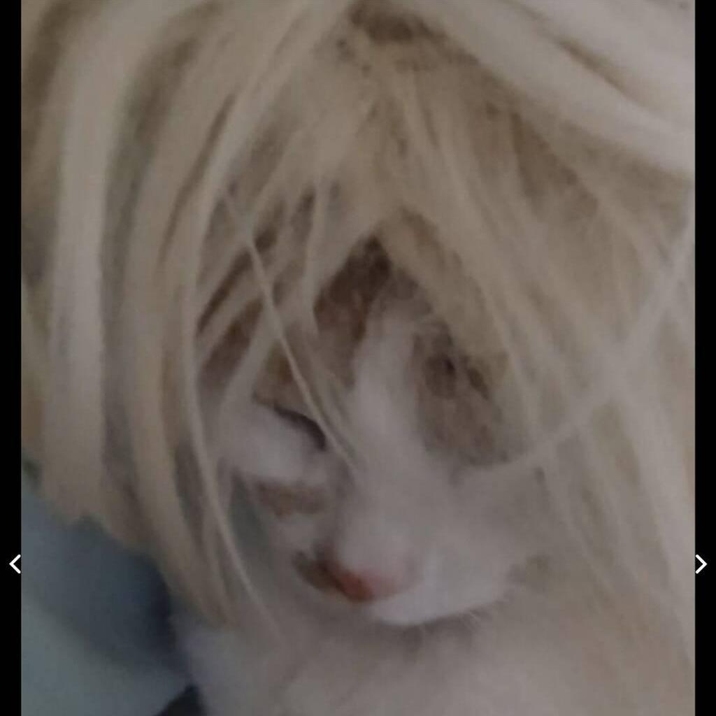 
                        VIOLET
                     is Female Escorts. | Hamilton | Ontario | Canada | canadatopescorts.com 