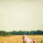 
                        Linda
                     is Female Escorts. | Sarnia | Ontario | Canada | canadatopescorts.com 